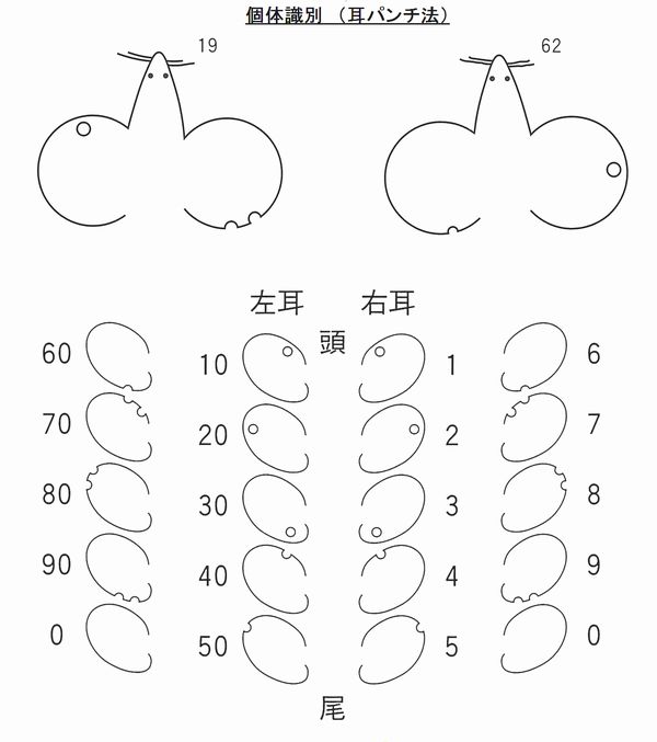 小動物用イヤーパンチ 株式会社夏目製作所